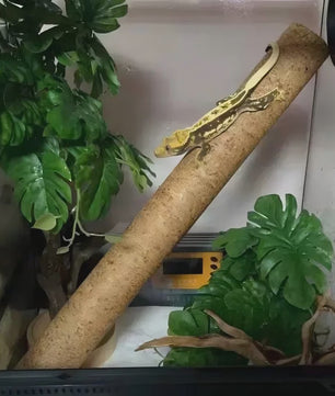 Natuurlijke Houten Klimtak voor Reptielen - Terrarium Decoratie & Speelgoed