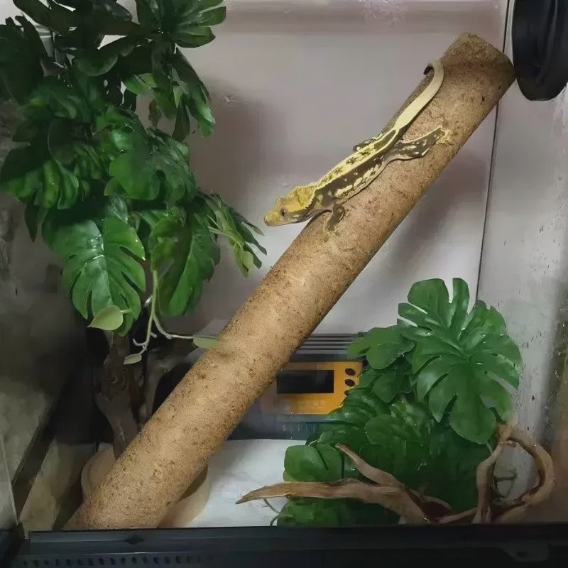 Natuurlijke Houten Klimtak voor Reptielen - Terrarium Decoratie & Speelgoed