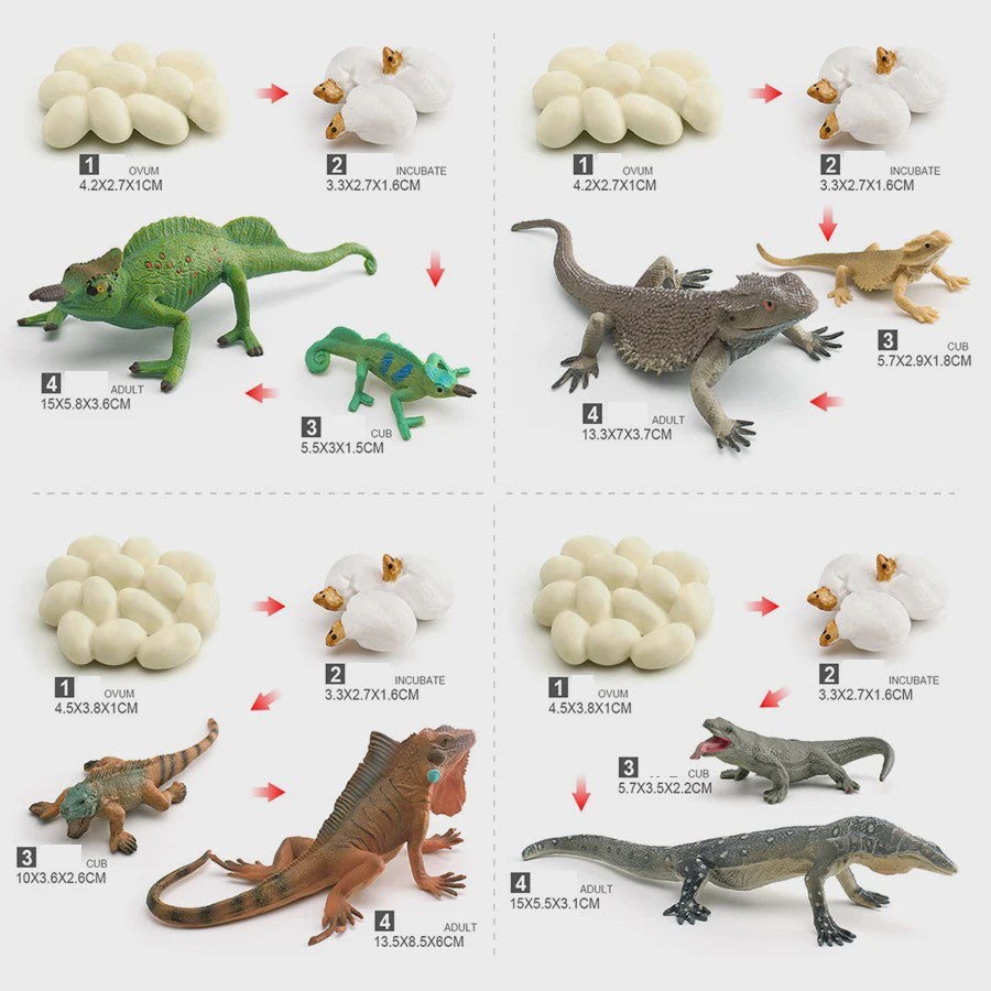 Educatieve Reptielen Levenscyclus Modellen: Kameleon, Baardagaam, Leguaan