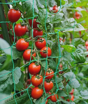 Stevig Klimnet voor Planten & Pergola's - Polyester Tuinnet met Vierkante Mallas