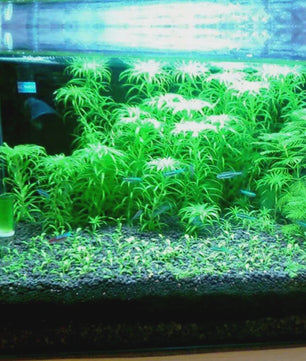 Aquarium Bodemgrond - Voedzame Zwarte Modder voor Waterplanten en Vissen