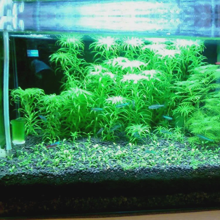 Aquarium Bodemgrond - Voedzame Zwarte Modder voor Waterplanten en Vissen