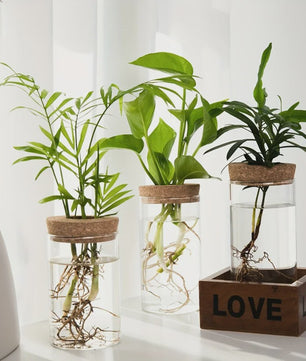Glazen Hydroponics Vaas - Plantenstekken Station & Decoratie