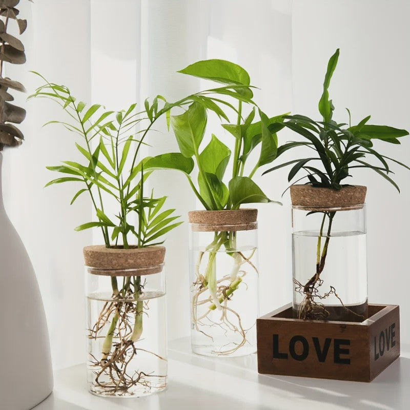 Glazen Hydroponics Vaas - Plantenstekken Station & Decoratie