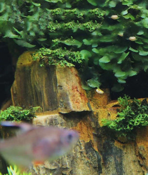 Natuurlijke Aquarium Decoratie Stenen - Rotsformaties voor Vis Tanks