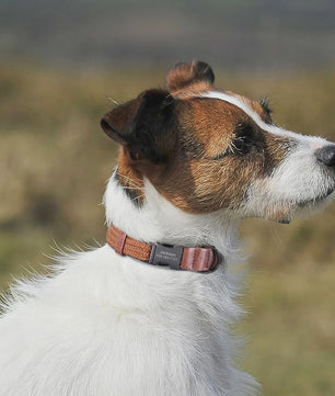 Gepersonaliseerde Hondenhalsband met Naam Gravering - Duurzaam Nylon, Verstelbaar voor Kleine tot Grote Honden