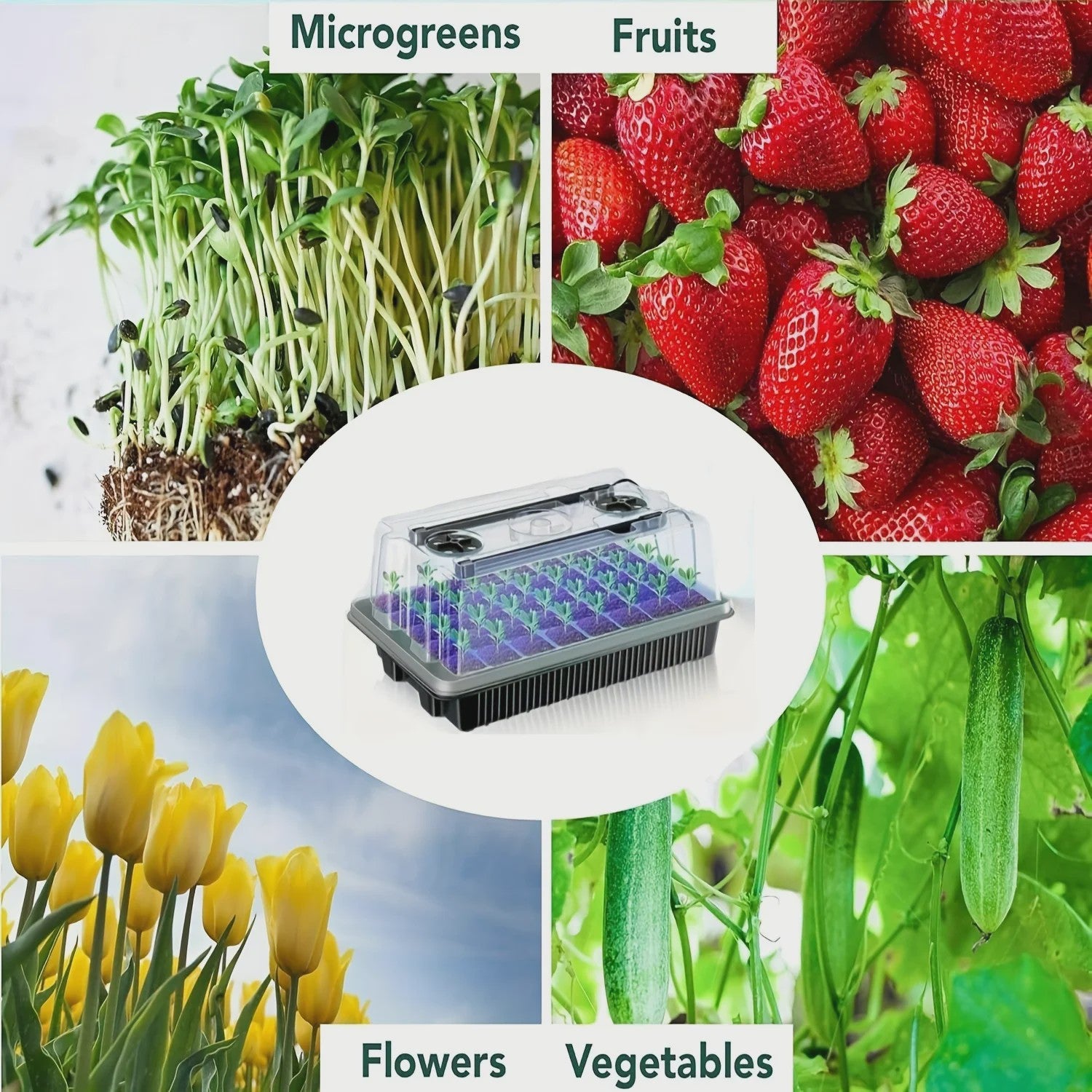 Professionele Zaad Starter Kit: 40 Cellen, 2 Groeilampen & Vochtigheidsregeling