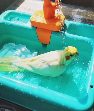 Automatische Vogelbadje met Douche voor Papegaaien en Kleine Vogels - Interactief Speelgoed