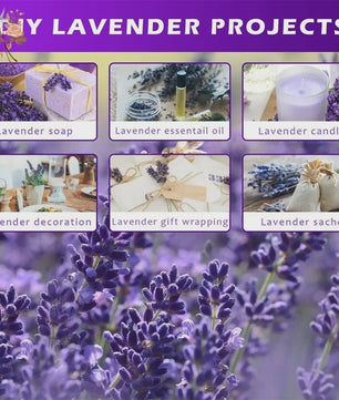 Natuurlijke Gedroogde Lavendel Bundels (50/100 Stuks) - Decoratie & Aromatherapie