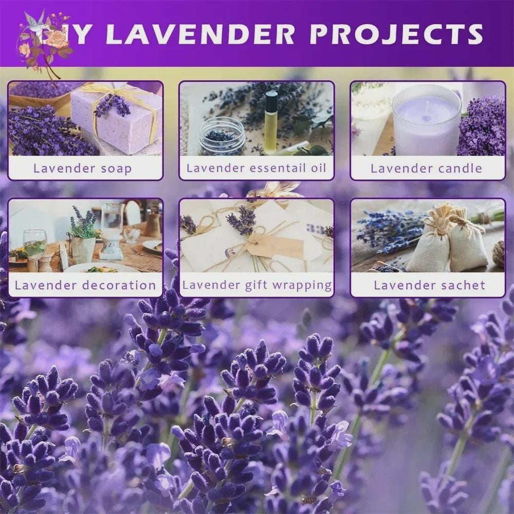 Natuurlijke Gedroogde Lavendel Bundels (50/100 Stuks) - Decoratie & Aromatherapie