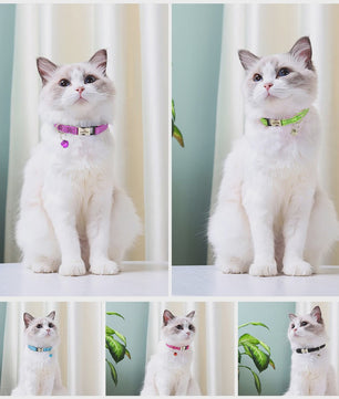 Gepersonaliseerde Kattenhalsband met Gravure, Bel & Reflecterend - Veilig & Stijlvol