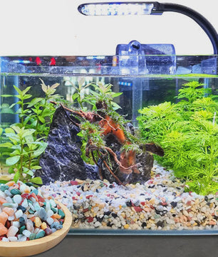 Kleurrijke Decoratieve Grindstenen voor Aquarium, Terrarium & Planten - 500/1000g