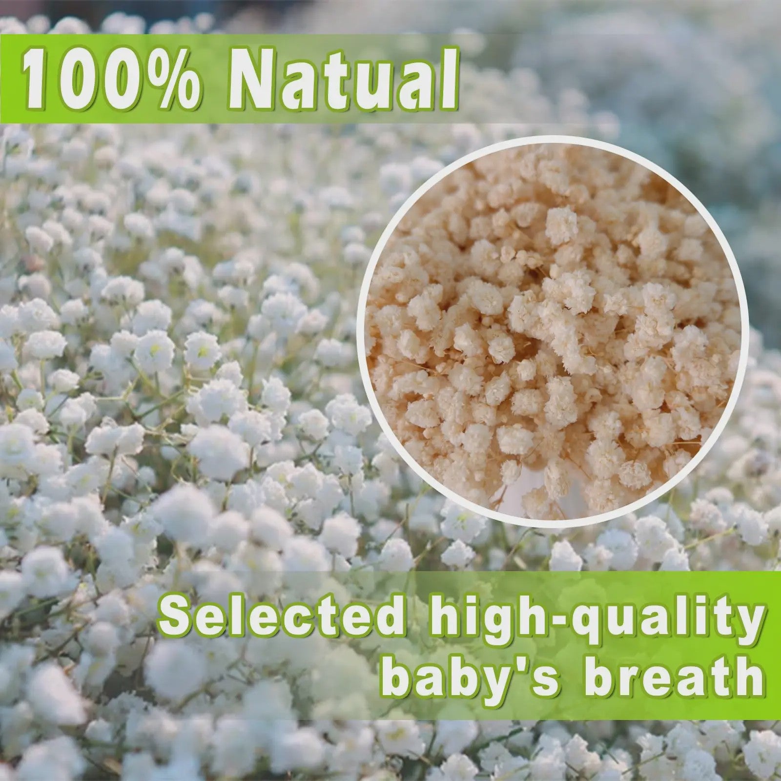 110 Stuks Gedroogde Baby's Breath (Gypsophila) - Boho Decoratie & Knutselmateriaal