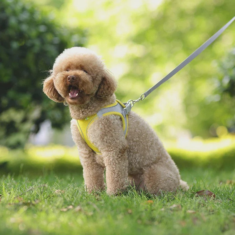 Verstelbaar Puppy en Kat Tuigje met Riem - Ideaal voor Kleine Honden zoals Chihuahua & Franse Bulldog