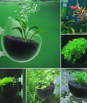 Aquarium Plantenbakje met Zuignap - Glas/Acryl Voederbakje & Plantenhouder
