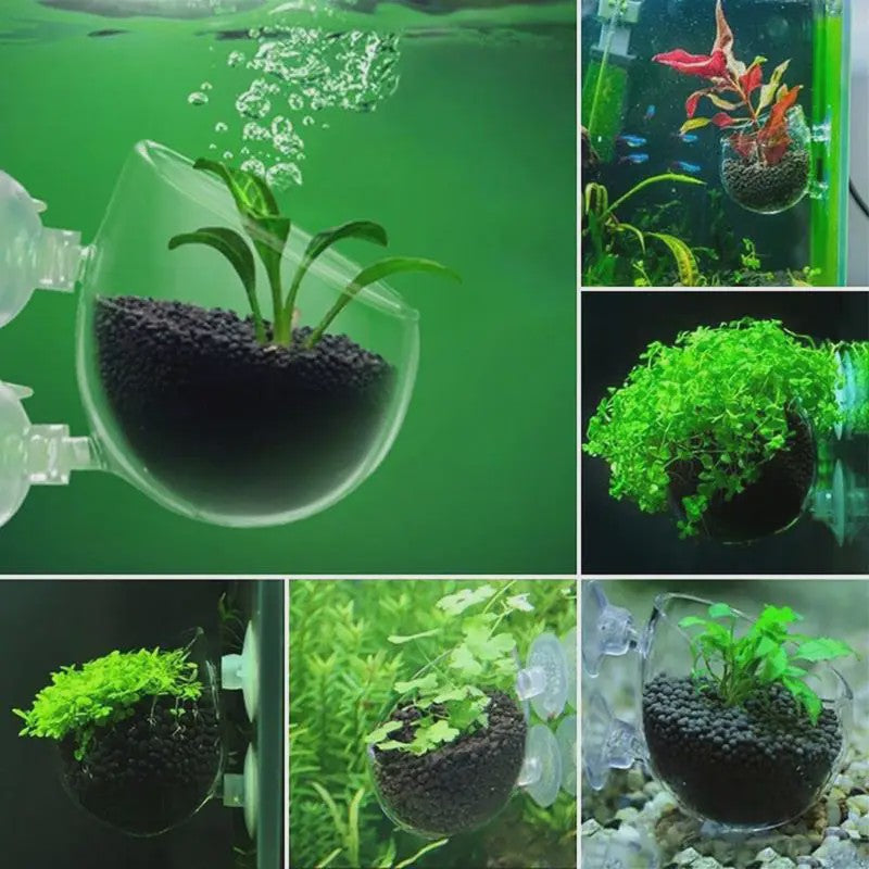Aquarium Plantenbakje met Zuignap - Glas/Acryl Voederbakje & Plantenhouder