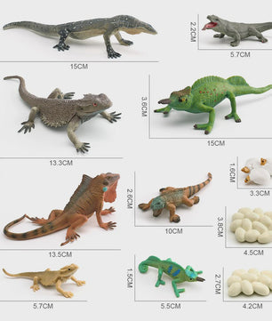 Educatieve Reptielen Levenscyclus Modellen: Kameleon, Baardagaam, Leguaan