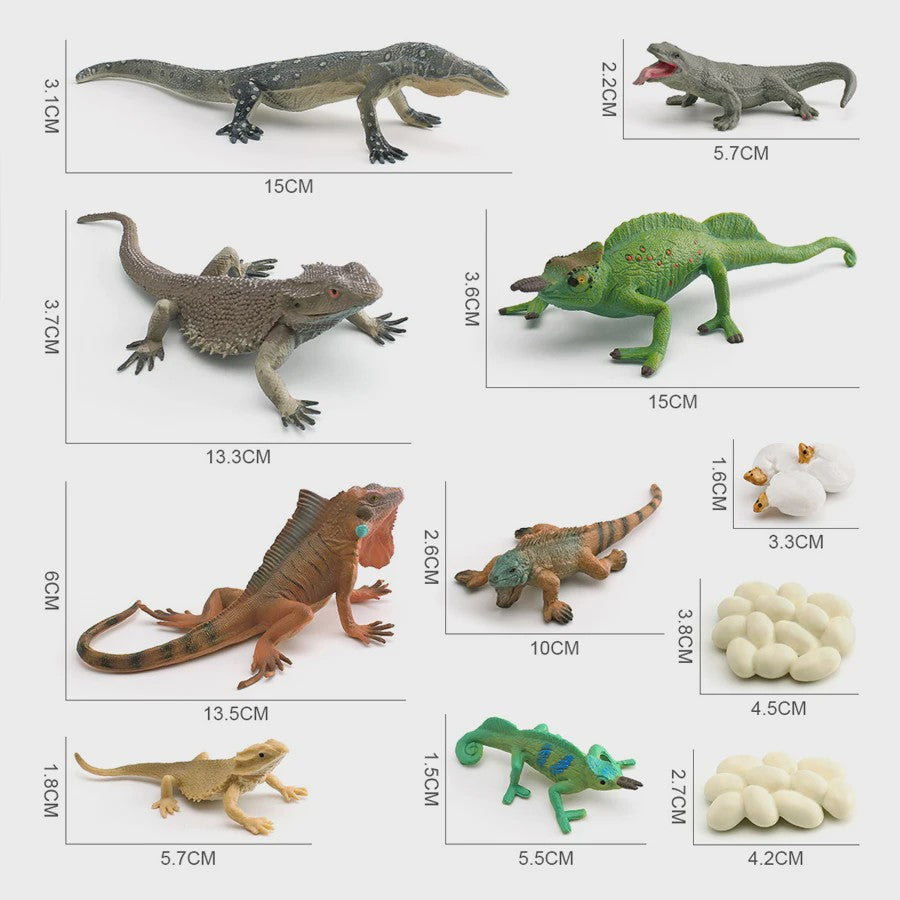 Educatieve Reptielen Levenscyclus Modellen: Kameleon, Baardagaam, Leguaan