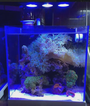 Spectra Nano 029 Aquariumverlichting 30W - Zoutwater, Koraalrif & Vistank met Touch Control