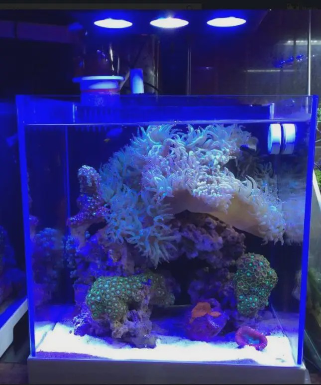 Spectra Nano 029 Aquariumverlichting 30W - Zoutwater, Koraalrif & Vistank met Touch Control