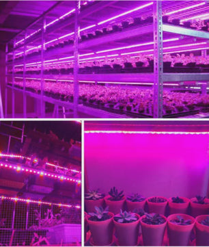 Full Spectrum LED Groeilamp USB - 0.5m, 1m, 2m - Plantenlamp voor Binnen, Kas & Hydroponics
