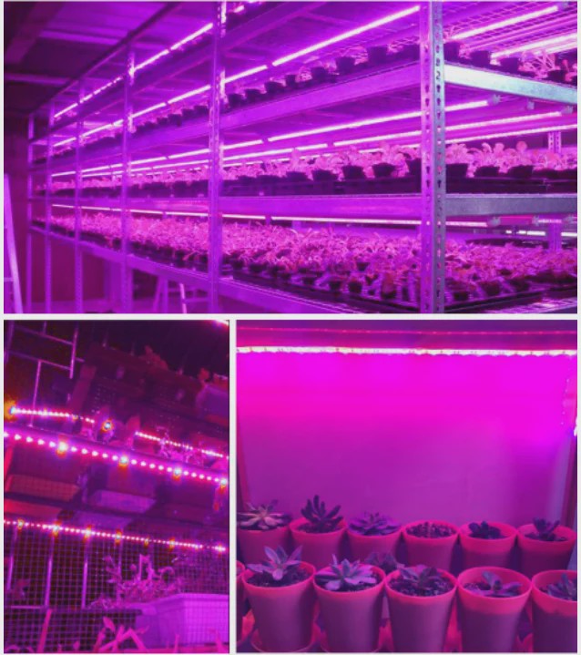 Full Spectrum LED Groeilamp USB - 0.5m, 1m, 2m - Plantenlamp voor Binnen, Kas & Hydroponics