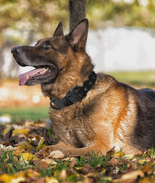 Tactische Hondenhalsband - Duurzaam Nylon Militaire Stijl voor Middelgrote tot Grote Honden