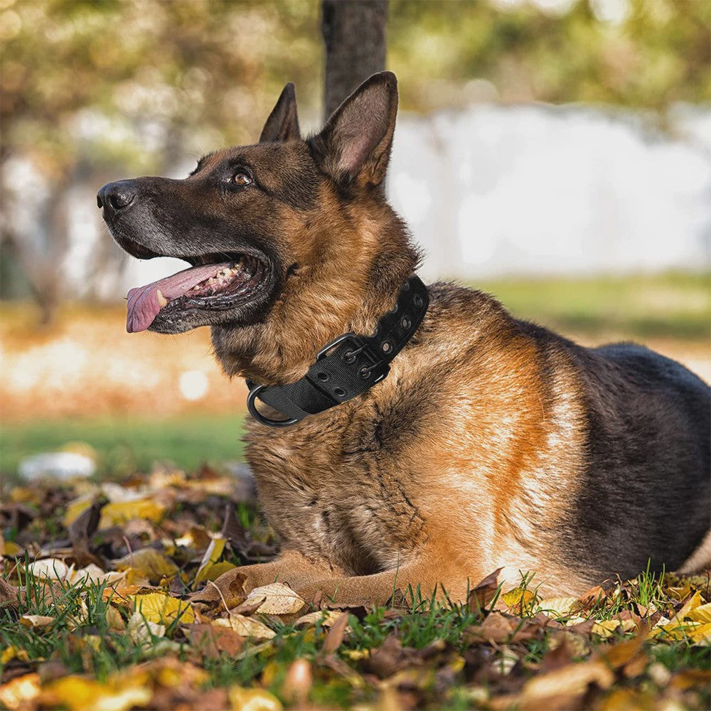 Tactische Hondenhalsband - Duurzaam Nylon Militaire Stijl voor Middelgrote tot Grote Honden