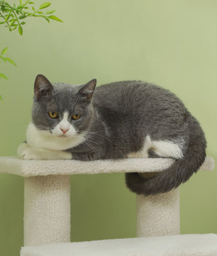 4-Taps Huisdier Trappetje - Comfortabele Klimhulp voor Katten en Honden