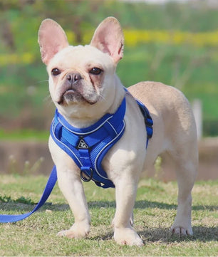 Verstelbaar Anti-Trek Hondentuig met Lijn - Reflecterend & Comfortabel voor Kleine Honden en Katten