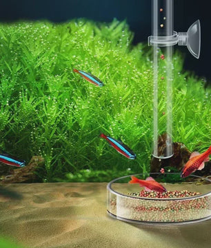 Transparante Acryl Voederbuis met Schotel voor Aquarium - Voerdispenser voor Vissen, Garnalen en Slakken