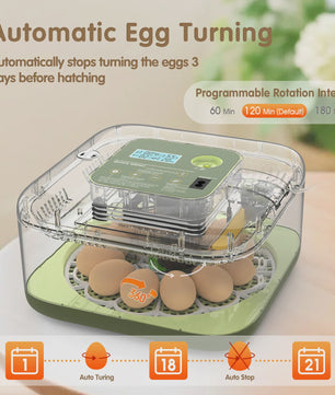 Automatische Broedmachine voor 12 Eieren met Temperatuur- en Vochtigheidsregeling