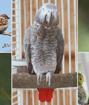 Natuurlijke Houten Papegaai Zitstok Set - Kauwbaar & Pootverzorgend Speelgoed