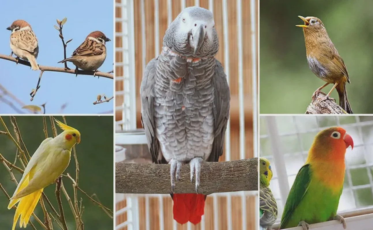 Natuurlijke Houten Papegaai Zitstok Set - Kauwbaar & Pootverzorgend Speelgoed
