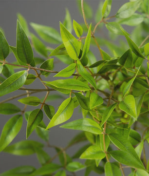 Kunstplant Nandina met Bamboe Bladeren - 75-140cm Hoog