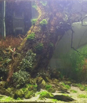 Natuurlijke Boomschors Decoratie voor Aquarium & Terrarium - Creëer een Realistische Achtergrond