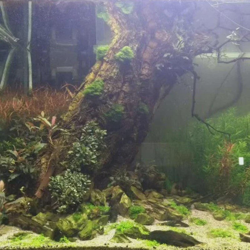 Natuurlijke Boomschors Decoratie voor Aquarium & Terrarium - Creëer een Realistische Achtergrond