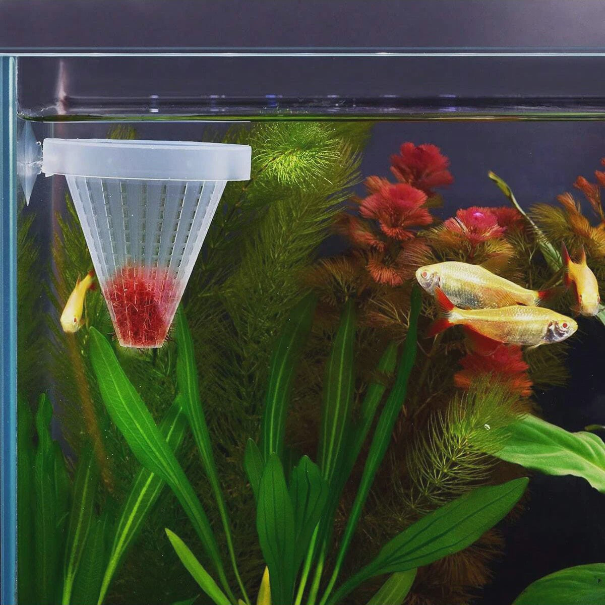 2x Aquarium Voederbeker Kegelvormig - Voor Levend Voer