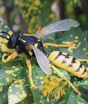 Realistische Bijen Decoratie Set - Levensechte Insect Figuurtjes voor Huis en Bureau