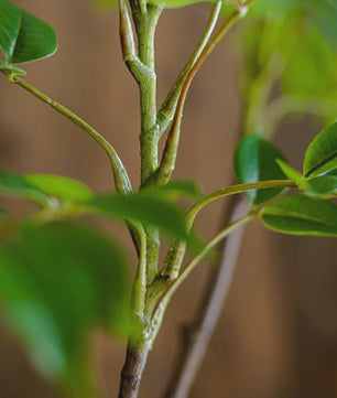 Grote Kunstplant Ficus Boom - 76-140cm - Realistische Kunst Banyan Plant met Groene Bladeren voor Huis en Tuin Decoratie