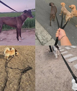 Sterke Nylon Hondenlijn - Lange Lijn voor Kleine & Grote Honden, Outdoor & Training