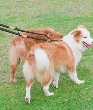 Verstelbare Nylon Dubbele Hondenlijn - Handsfree en Multifunctioneel voor 1 of 2 Honden