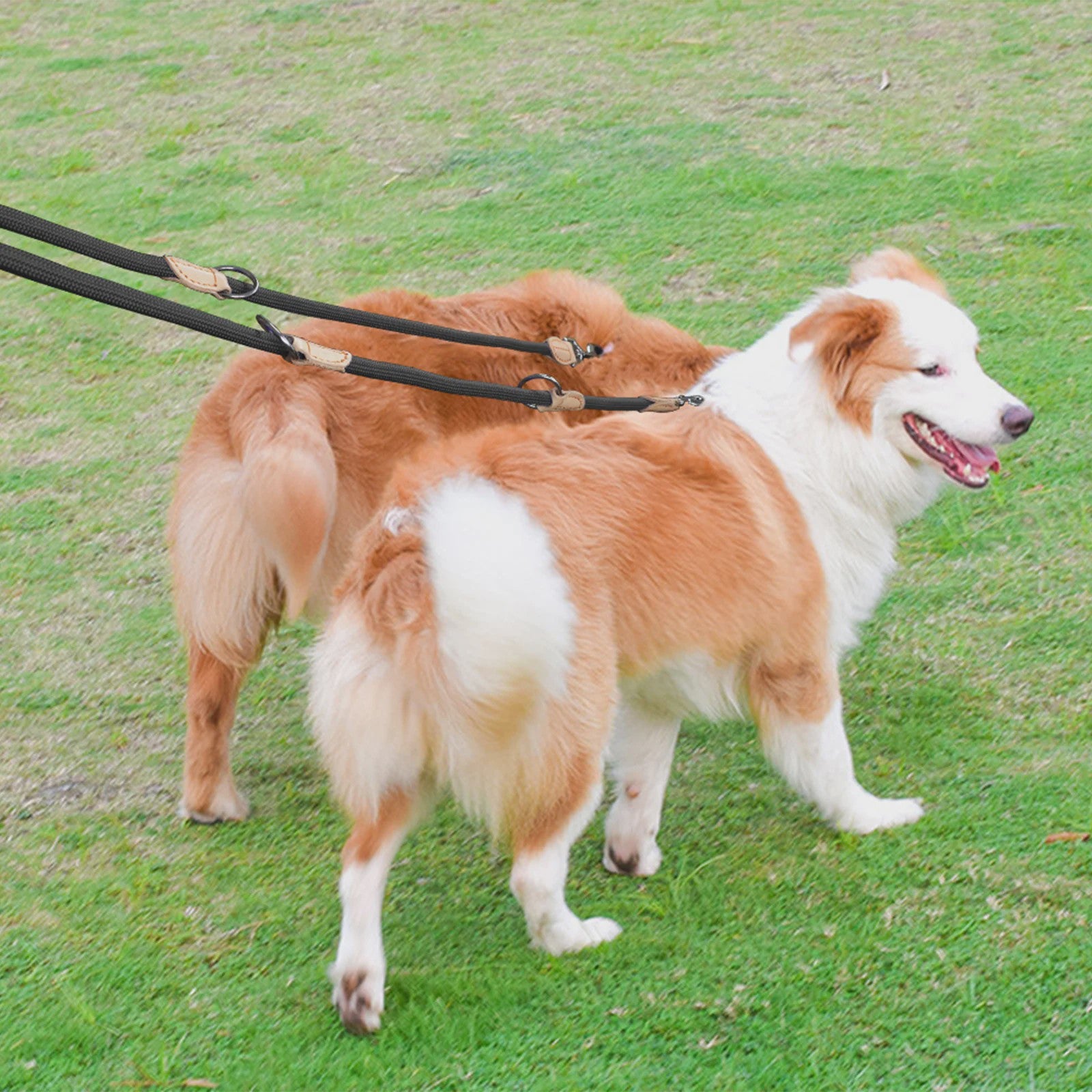 Verstelbare Nylon Dubbele Hondenlijn - Handsfree en Multifunctioneel voor 1 of 2 Honden