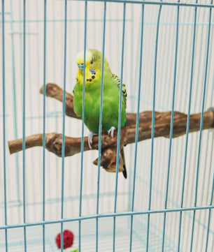 Natuurlijke Grapewood Zitstok voor Papegaaien & Parkieten - Knaag- en Klimspeelgoed