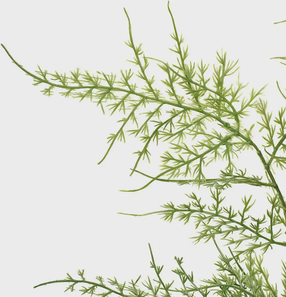 Set van 4 Kunst ASPERGE Varens Takken - 97cm Groen Decoratief