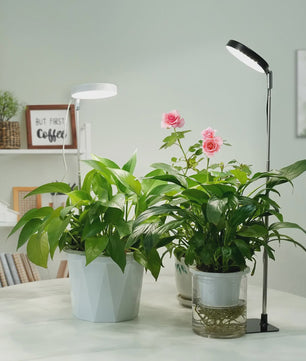 Full Spectrum LED Plantenlamp met 48 LEDs, Instelbare Hoogte & Timer