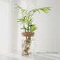 Glazen Hydroponics Vaas - Plantenstekken Station & Decoratie