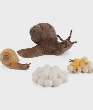 Educatieve Levenscyclus Figuren: Snail, Mantis & Sprinkhaan