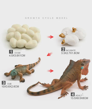 Educatieve Reptielen Levenscyclus Modellen: Kameleon, Baardagaam, Leguaan