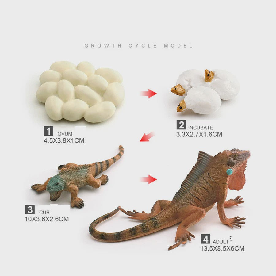 Educatieve Reptielen Levenscyclus Modellen: Kameleon, Baardagaam, Leguaan